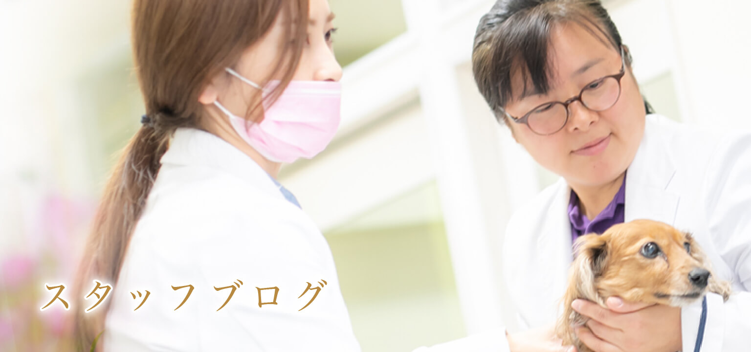 スタッフブログ