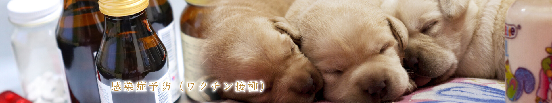 感染症予防（ワクチン接種）