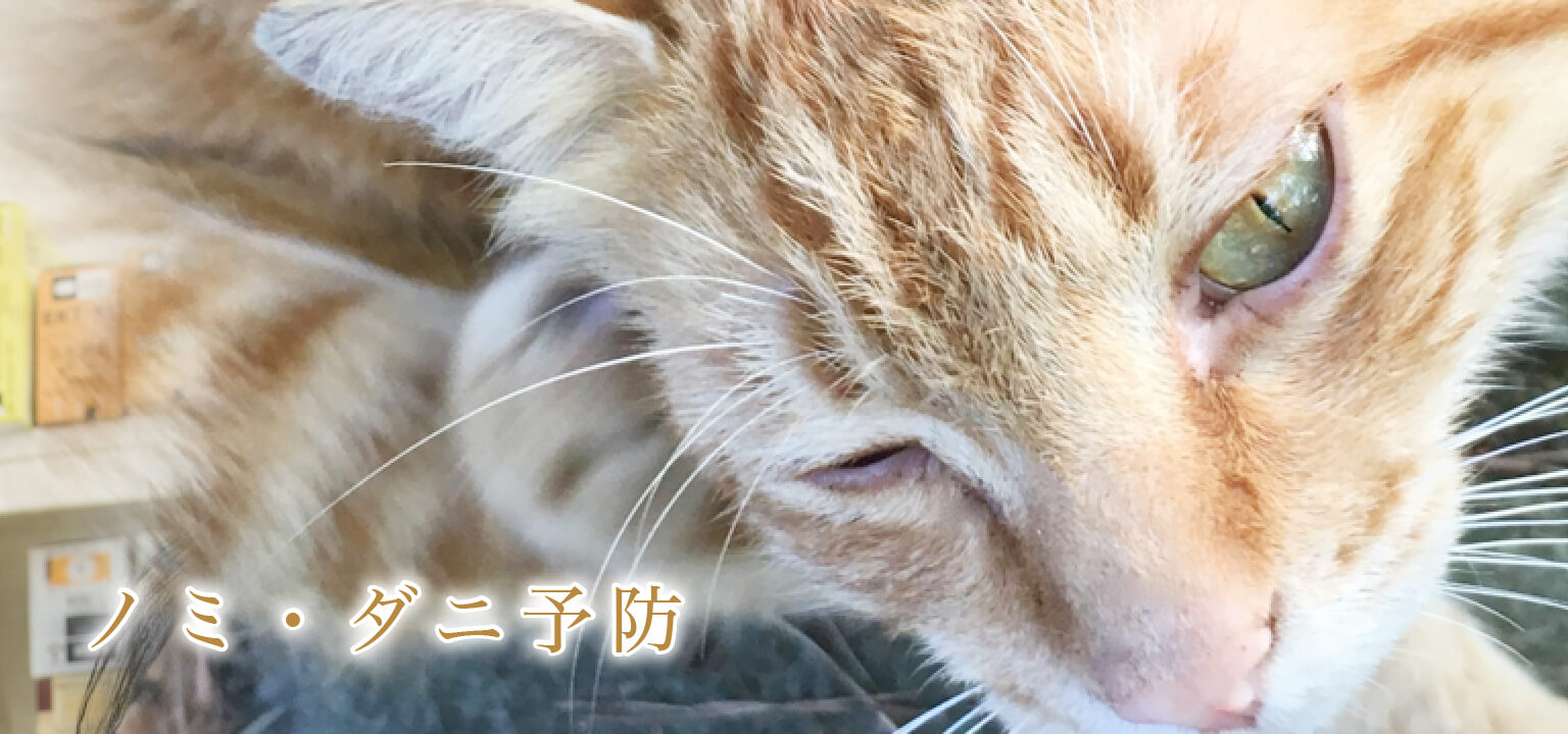 ノミ・ダニ予防
