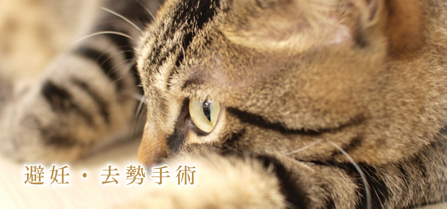 避妊・去勢手術