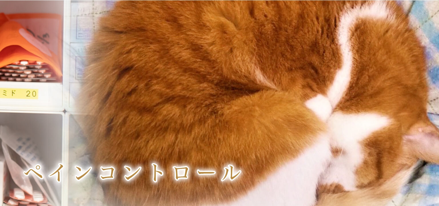 ペインコントロール