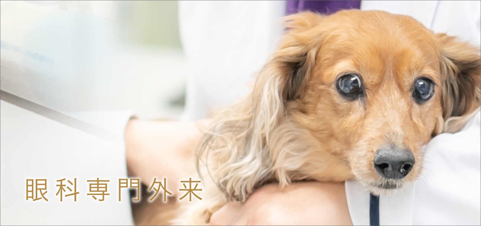 眼科専門外来 愛知県一宮市の動物病院シークペットクリニック